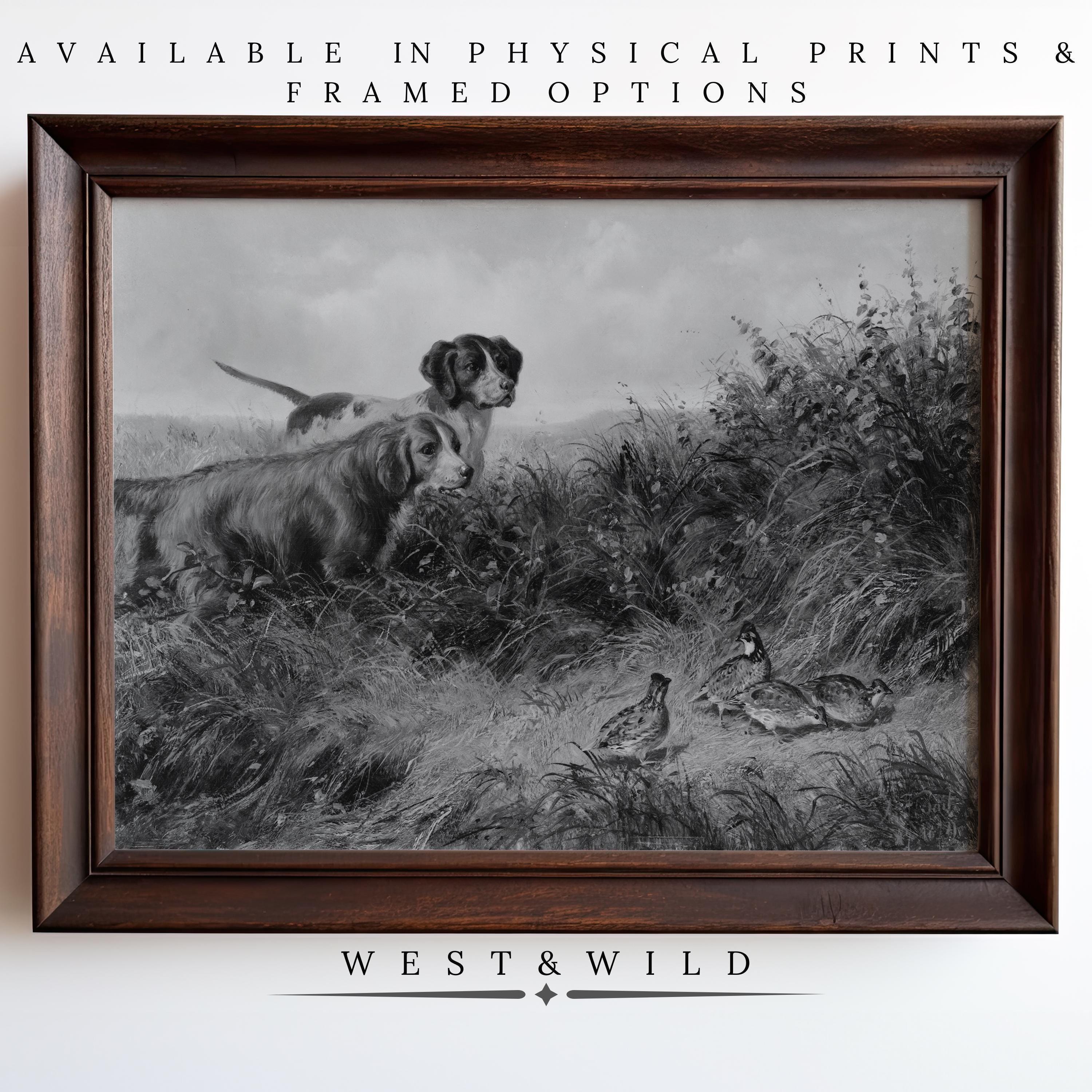 This Vintage Hunting Dogs Art - Black and White Quail Print captures rustic wildlife, perfect as wall decor. Available as vintage art prints & framed art.