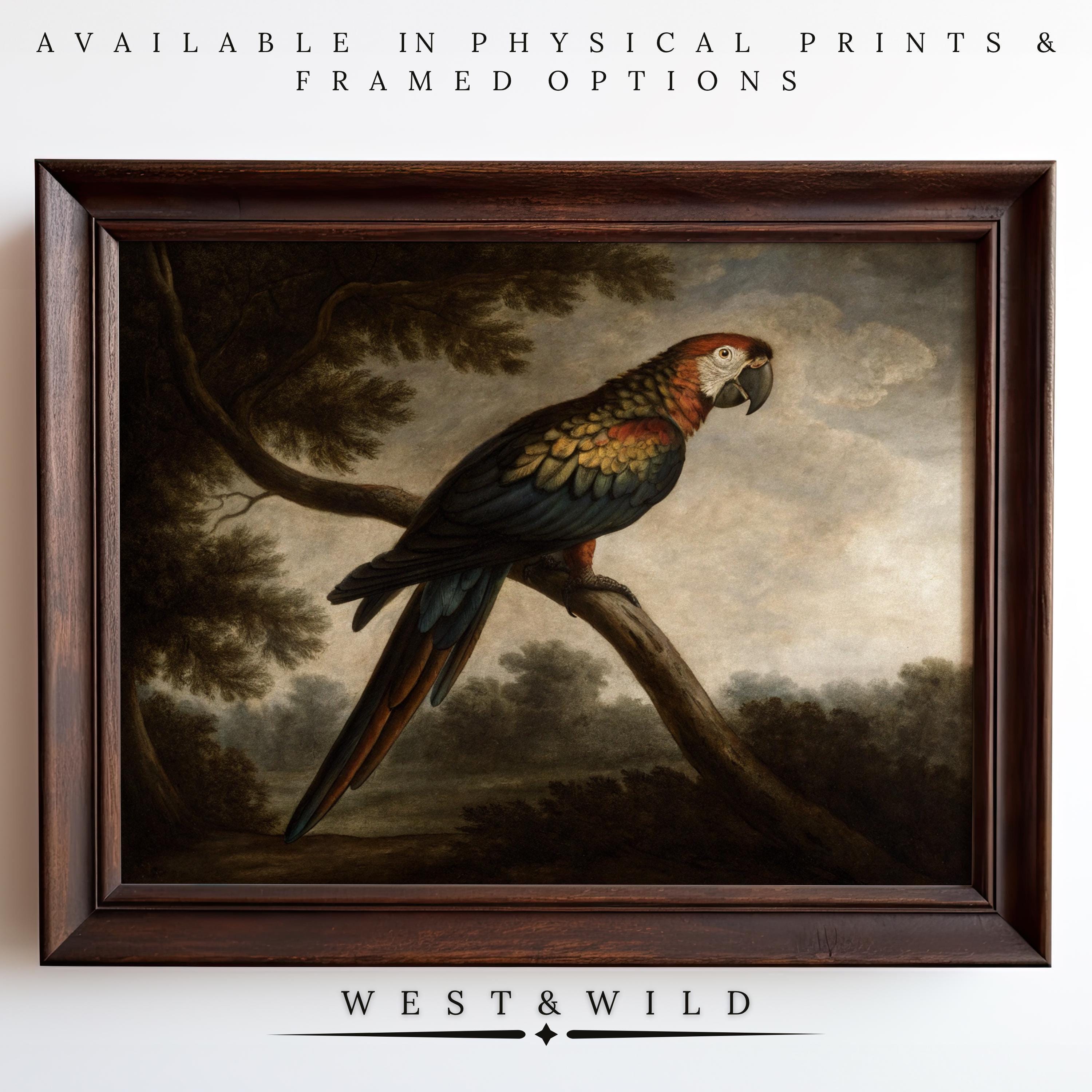 The Macaw Wall Art – Exotic Tropical Bird Print features a vibrant parrot on a branch with a moody backdrop. Vintage Art Print by West & Wild; available as framed or unframed decor.
