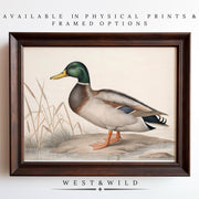 Mallard Art Print - Vintage Duck Paintings: features a duck near water and reeds. Text above says "Available in physical prints & framed options." The brand name, West & Wild, appears below.