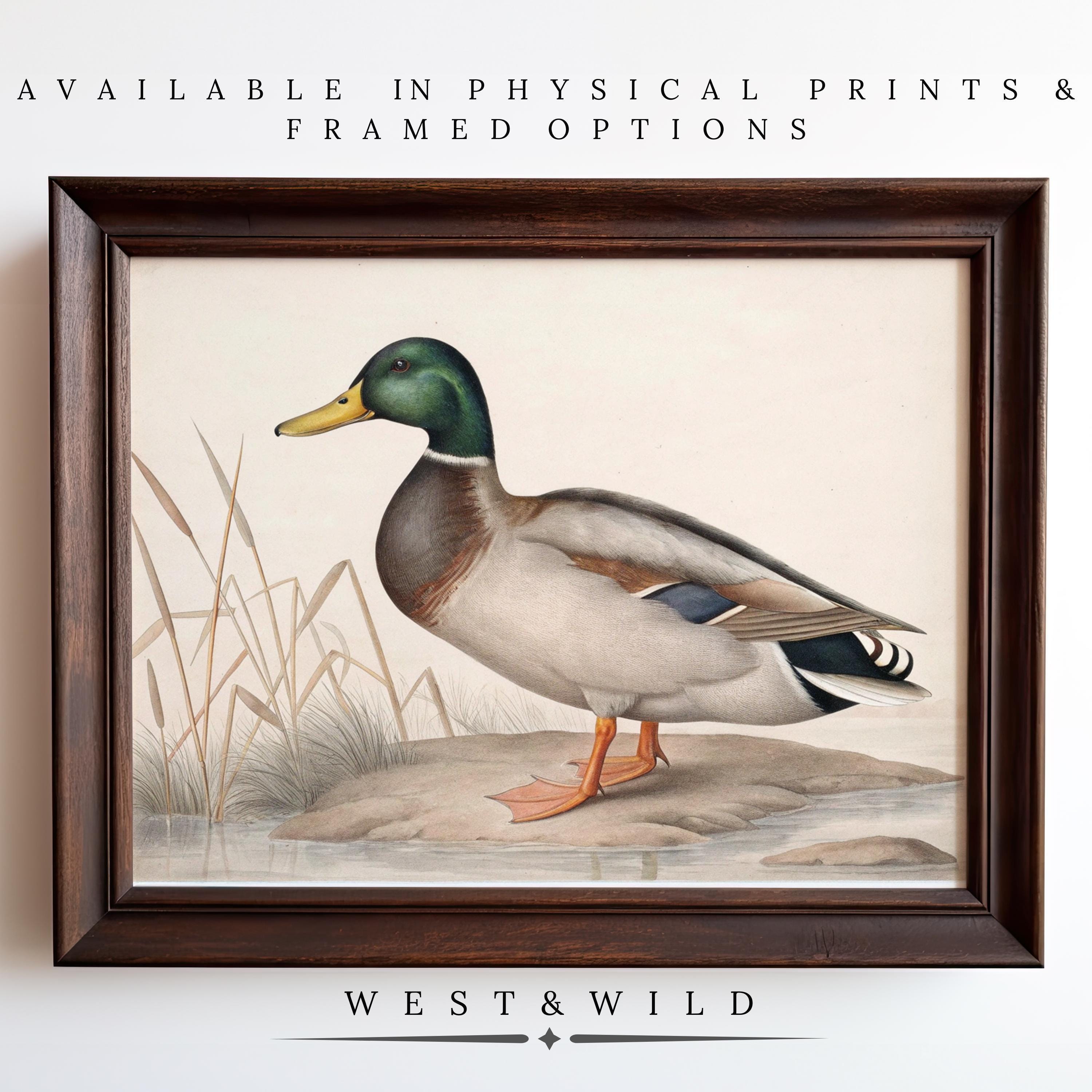 Mallard Art Print - Vintage Duck Paintings: features a duck near water and reeds. Text above says "Available in physical prints & framed options." The brand name, West & Wild, appears below.