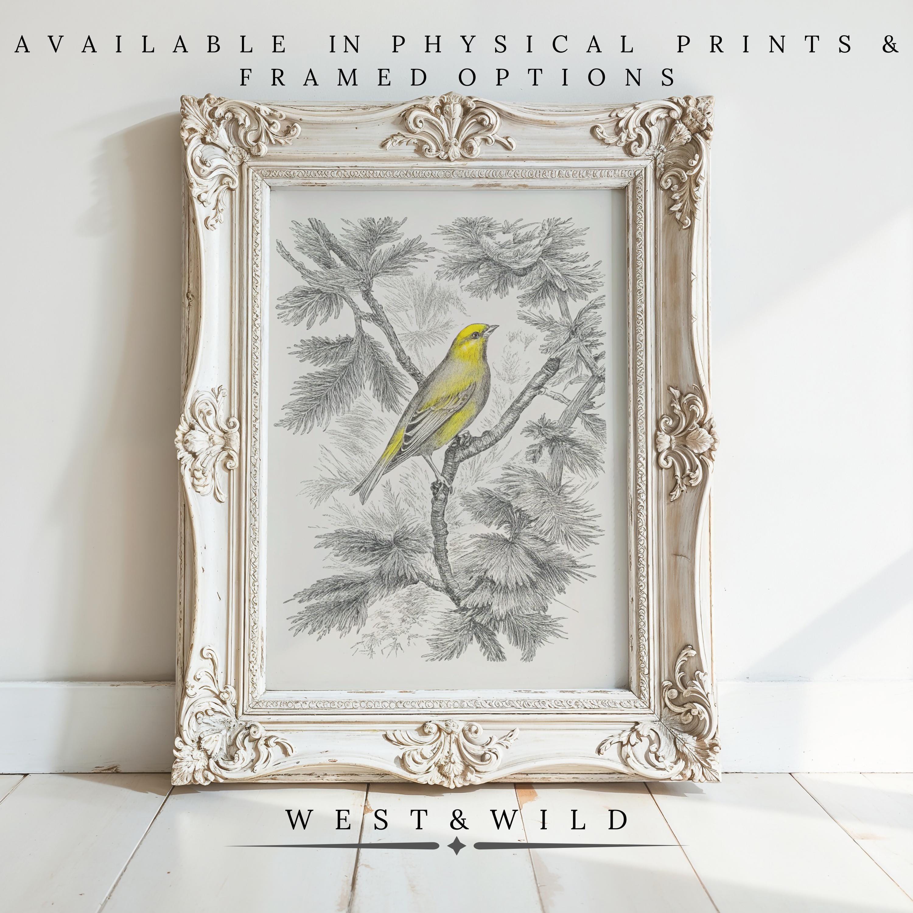A hand-colored Vintage Bird Wall Art print featuring a yellow songbird, available framed or unframed from West & Wild—perfect for adding vintage charm to your space.