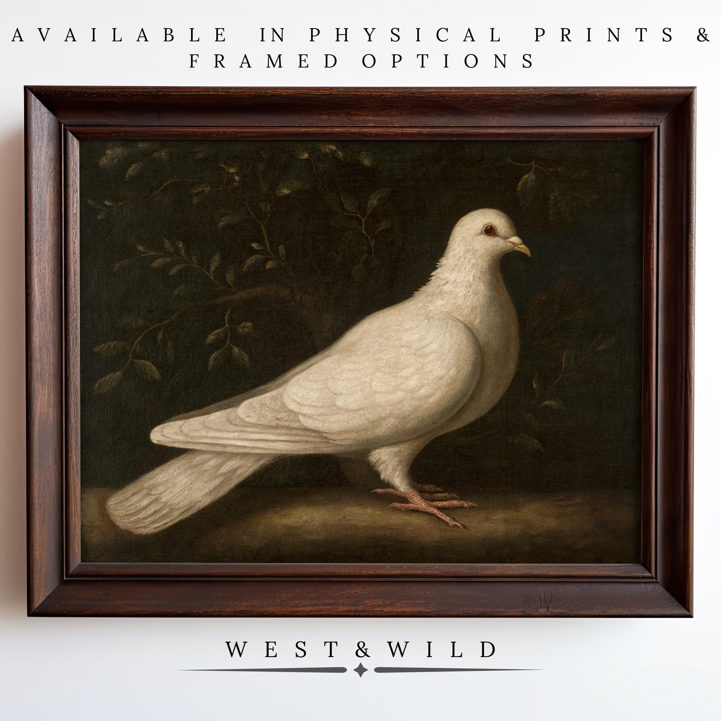 A framed "White Dove Art Print – Vintage Bird Print with Natural Background for Peaceful Home Decor" from West & Wild Art Archive. Available as archival quality prints and framed art – perfect vintage decor for your home.