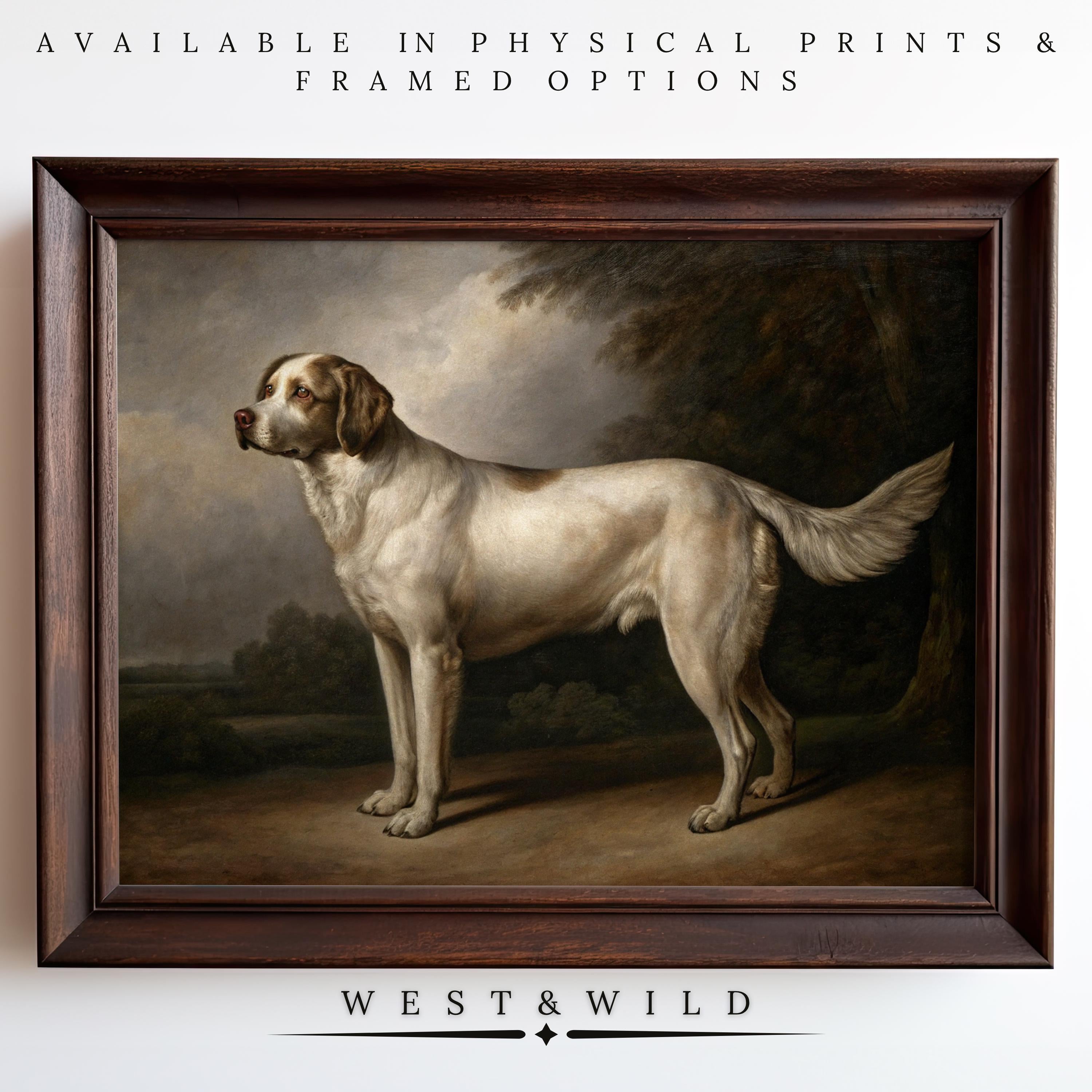 A framed vintage art print titled "Hunting Dog Wall Art – Vintage Sporting Hound Print for Den & Traditional Decor." Available as physical prints and framed options. From West & Wild Art Archive. Features a white and tan dog outdoors.