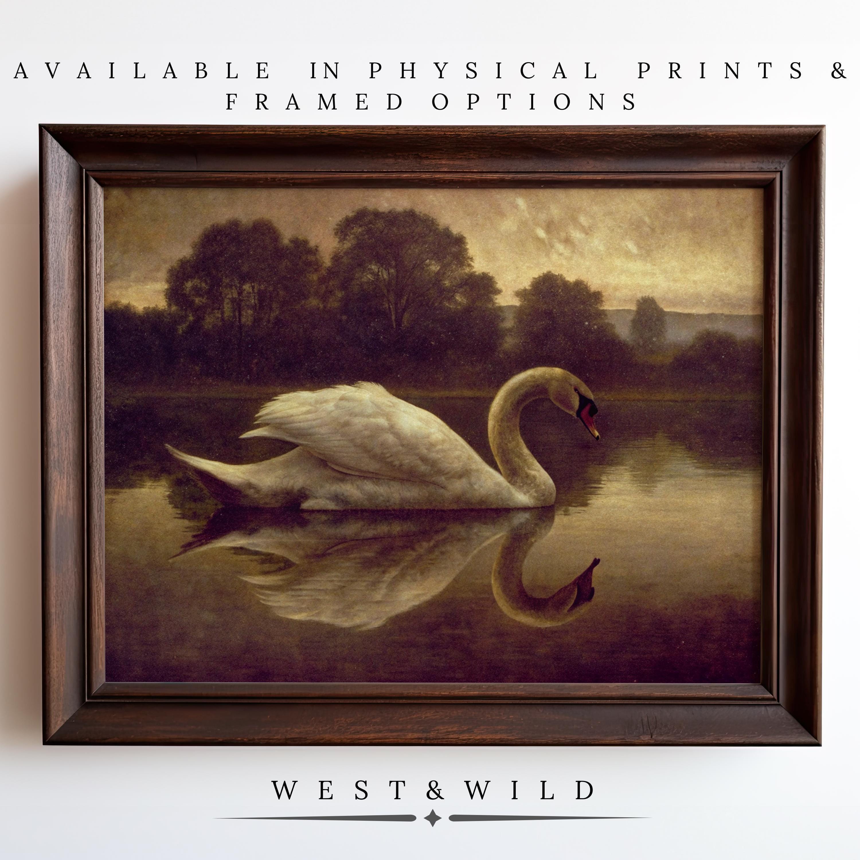 Vintage Swan Art Prints | Framed Elegant Bird Decor
