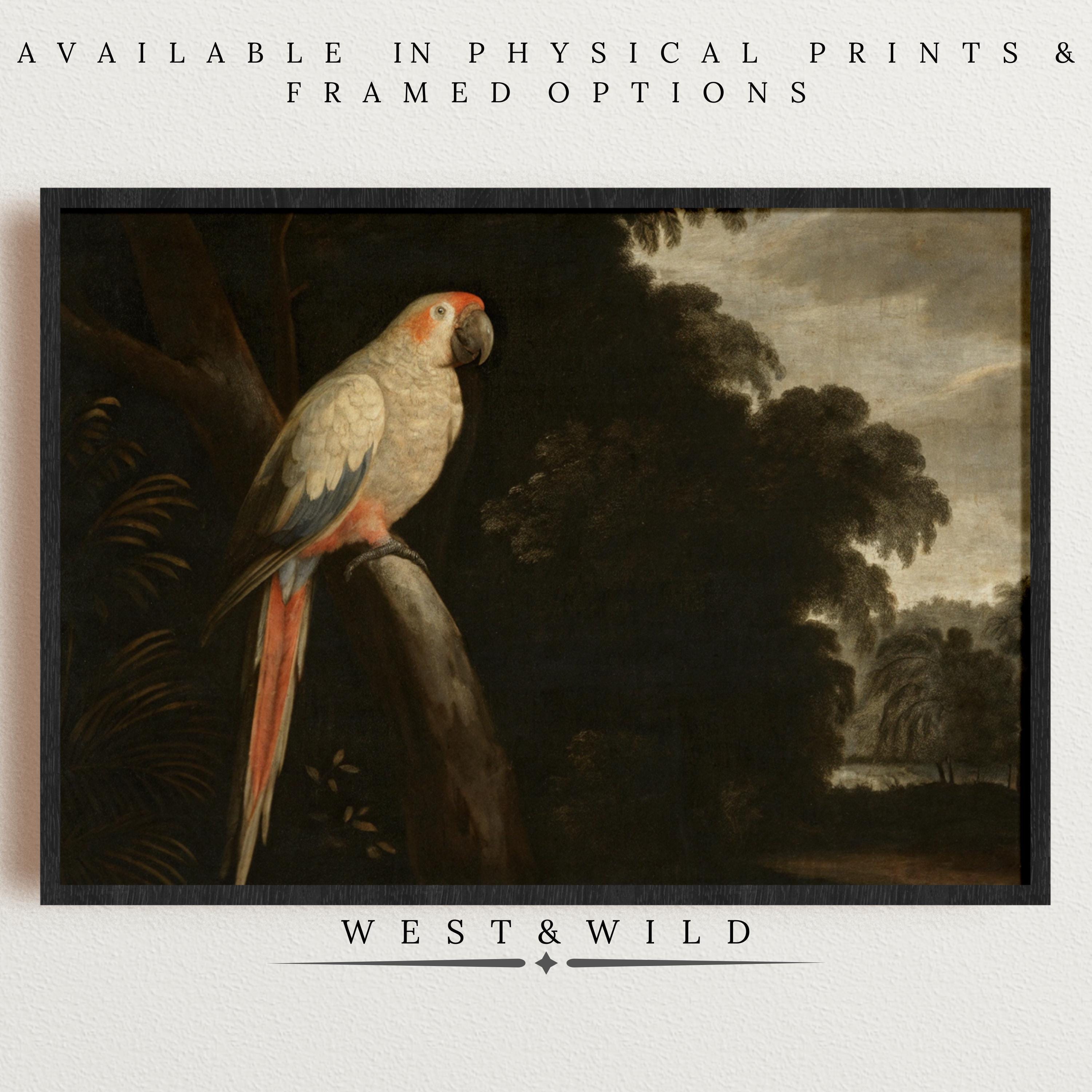 A vintage parrot print featuring a tropical bird with red, white, and gray feathers in a forest background. Discover archival quality art prints and framed wall decor from West & Wild Art Archive.