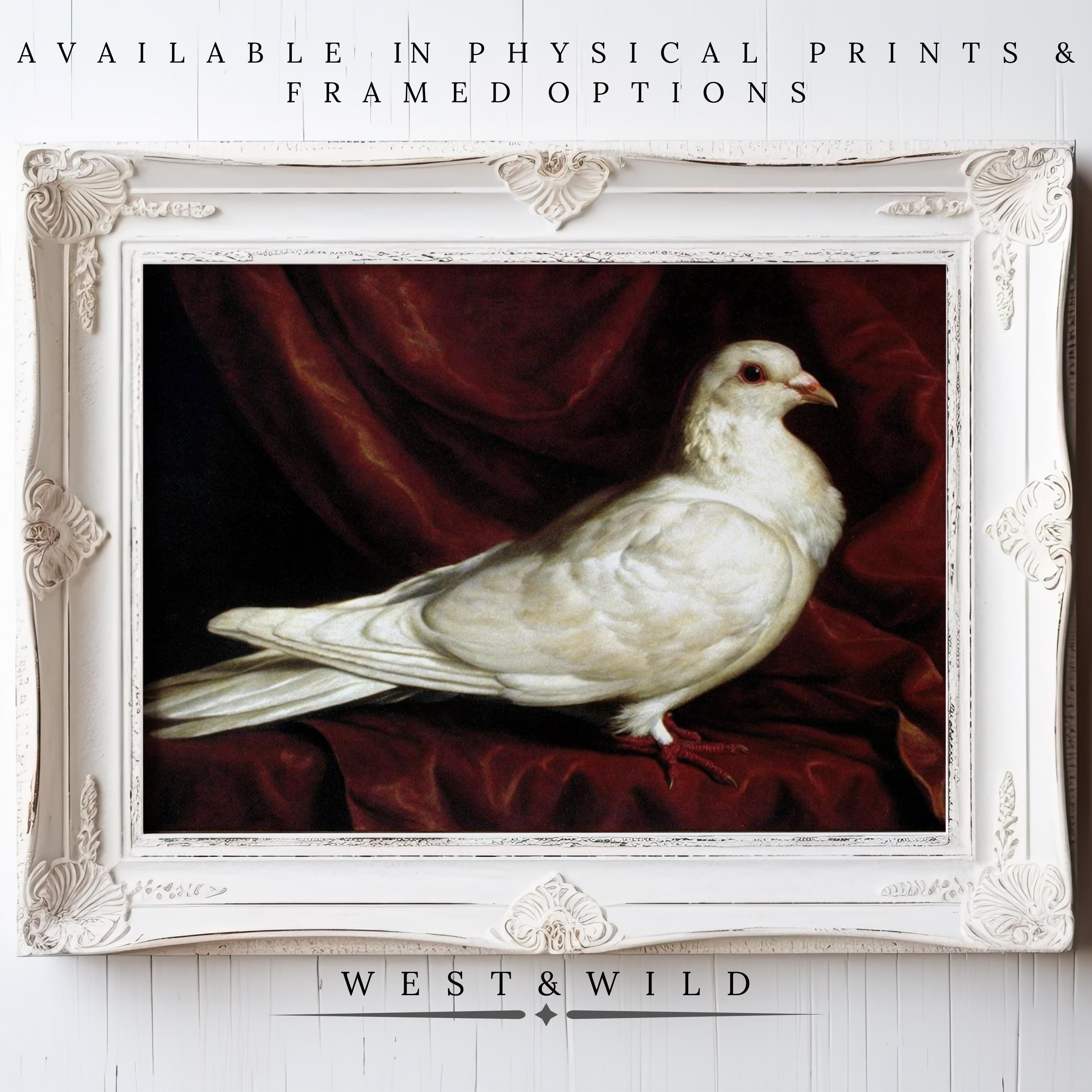White Dove Art Print – Vintage Bird Portrait | Framed Classic Wall Decor - Vintage Art Prints & Framed Art