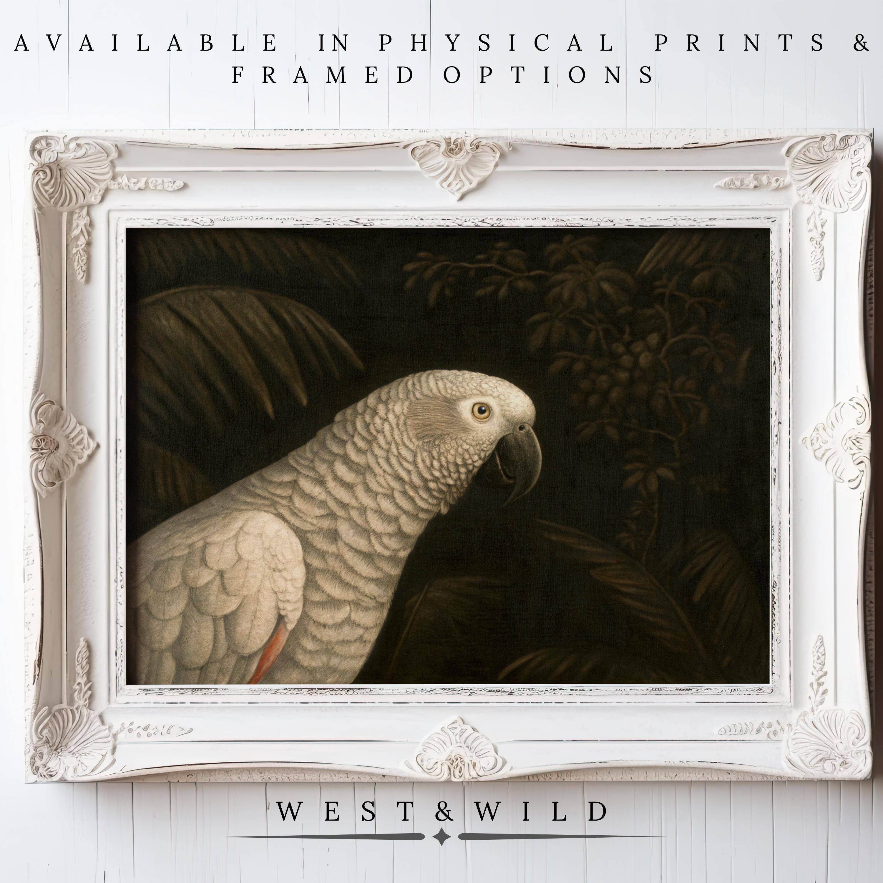 The Parrot Art Print – Framed Wall Art features a vintage gray parrot with a red tail in an ornate white frame against a white wall. Available as physical prints and framed options from West & Wild.