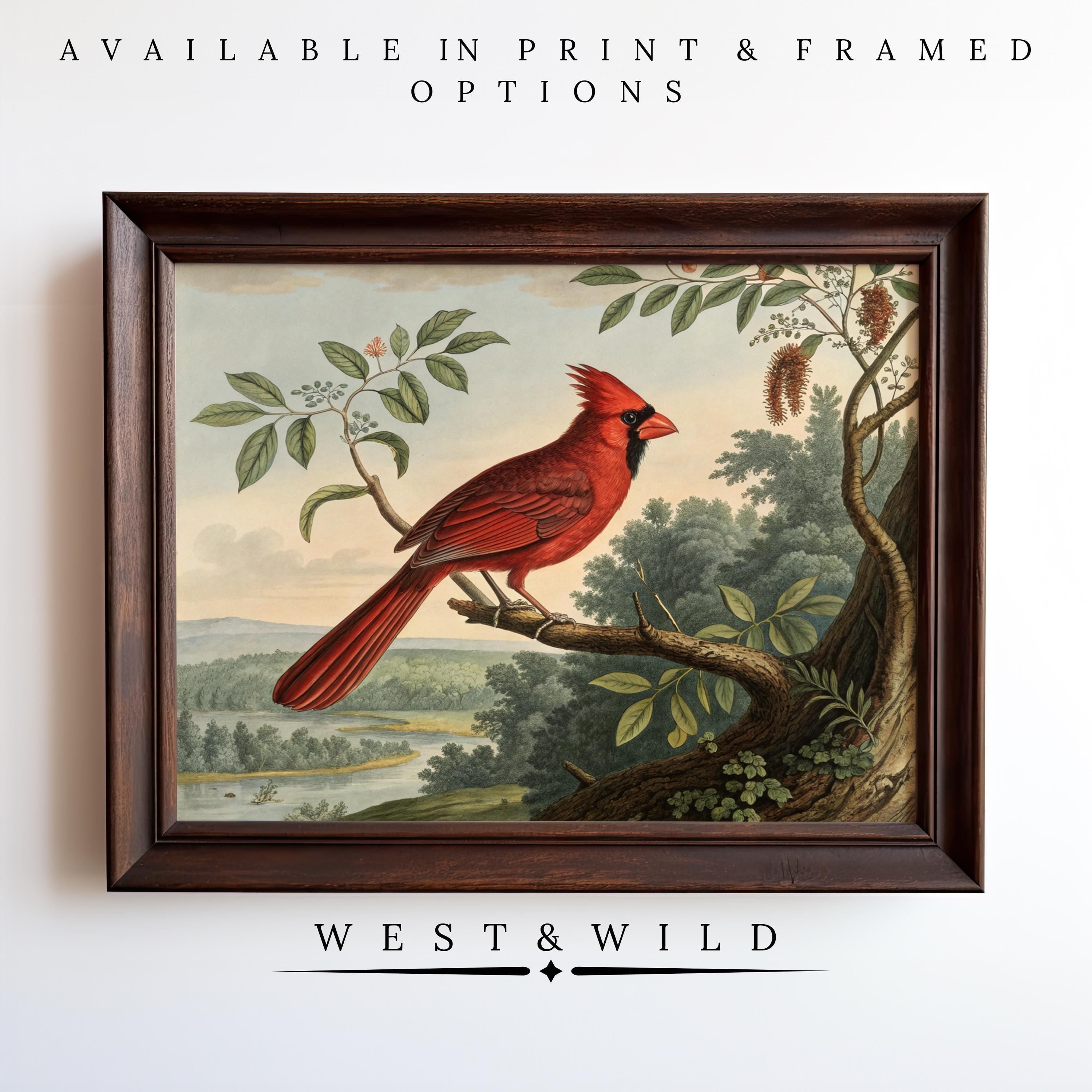 Vintage Cardinal Art