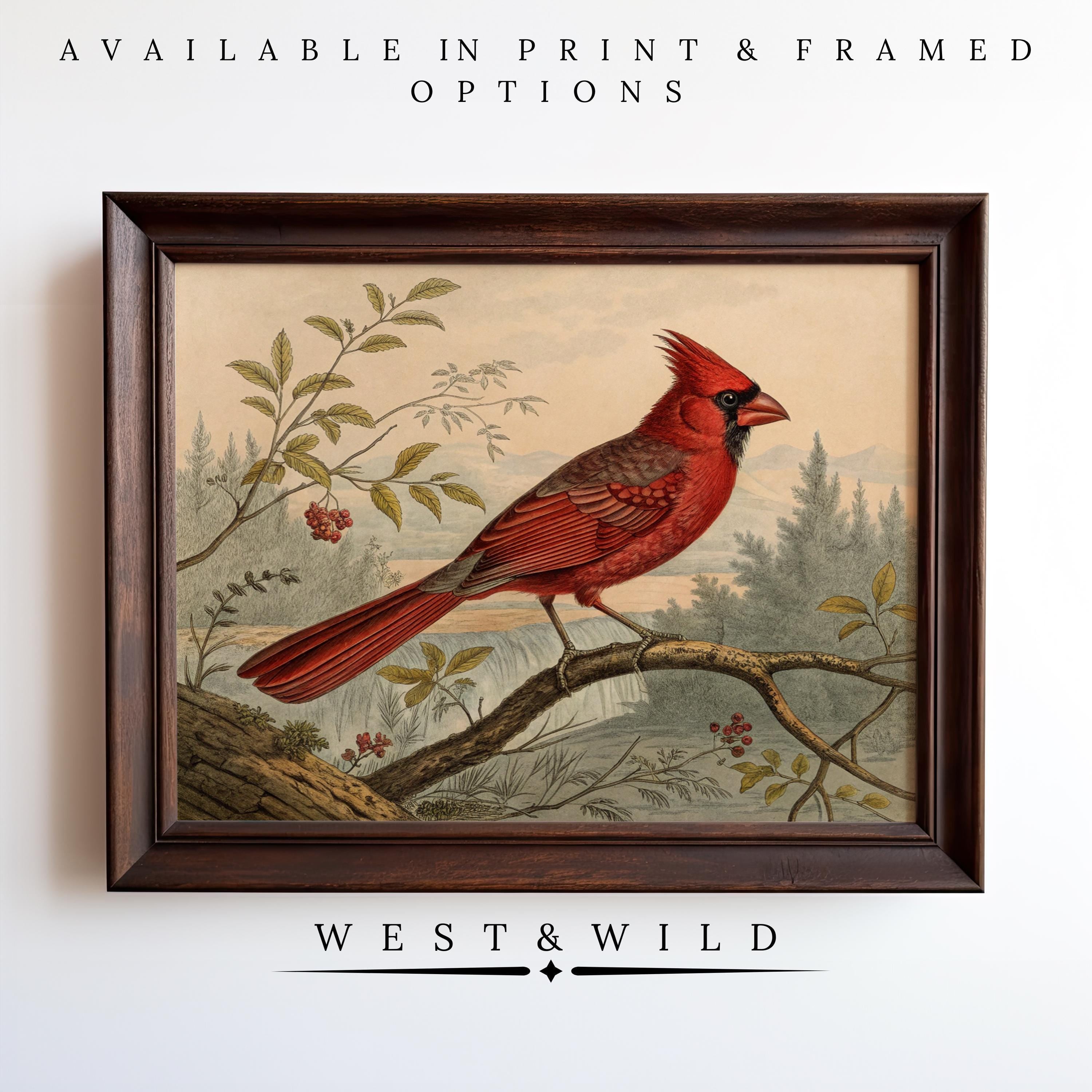 Vintage Cardinal Print – Framed Bird Art features a red cardinal on a branch with foliage and berries. Victorian style wall decor for cabin or lodge. Available as print or framed art. Text: West & Wild Art Archive.