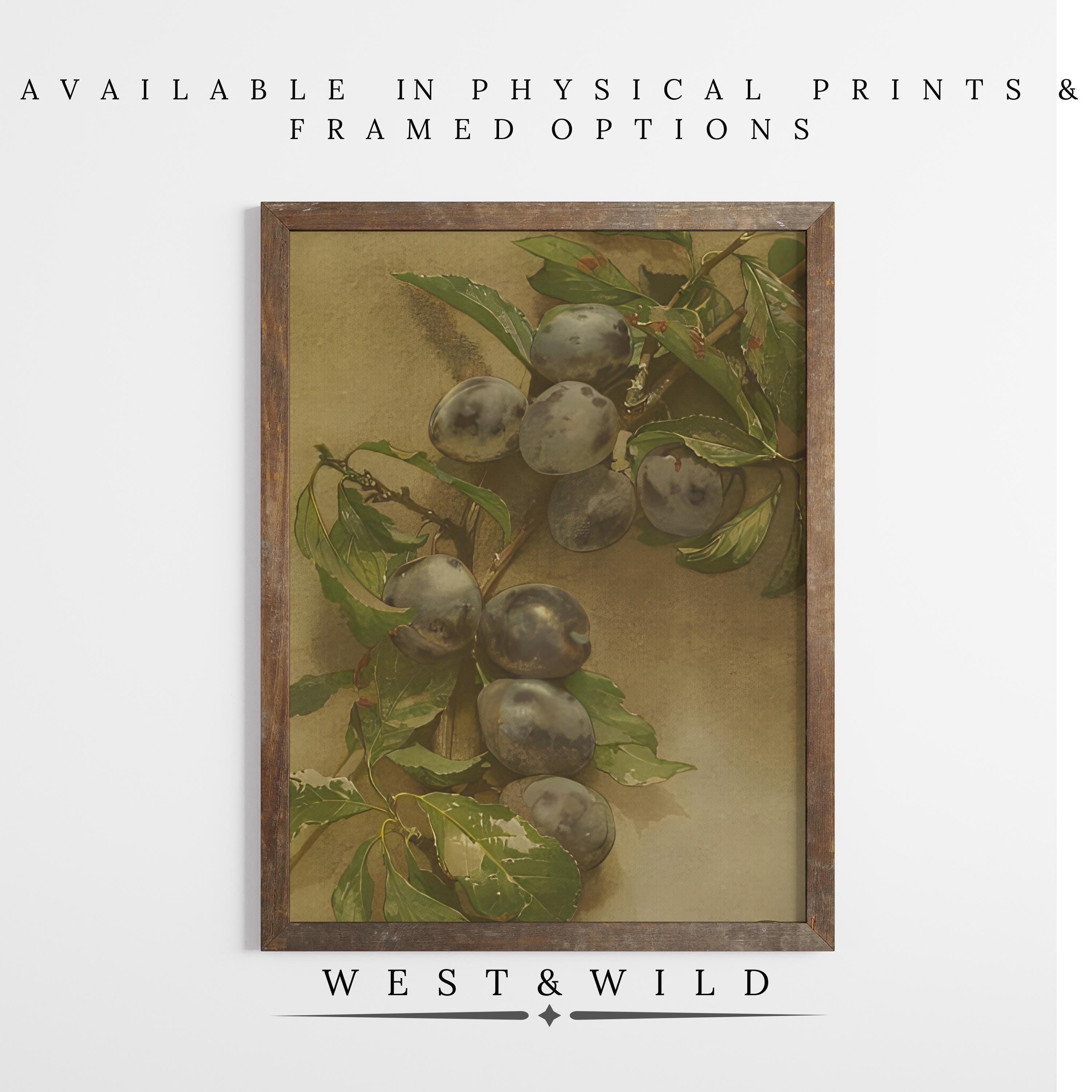 The Plum Art Print | Rustic Kitchen Decor & Classic Fruit Illustration Framed Art - Vintage Art Prints & Framed Art features a branch with dark purple plums and green leaves, framed on a white wall. A perfect vintage accent for your kitchen.