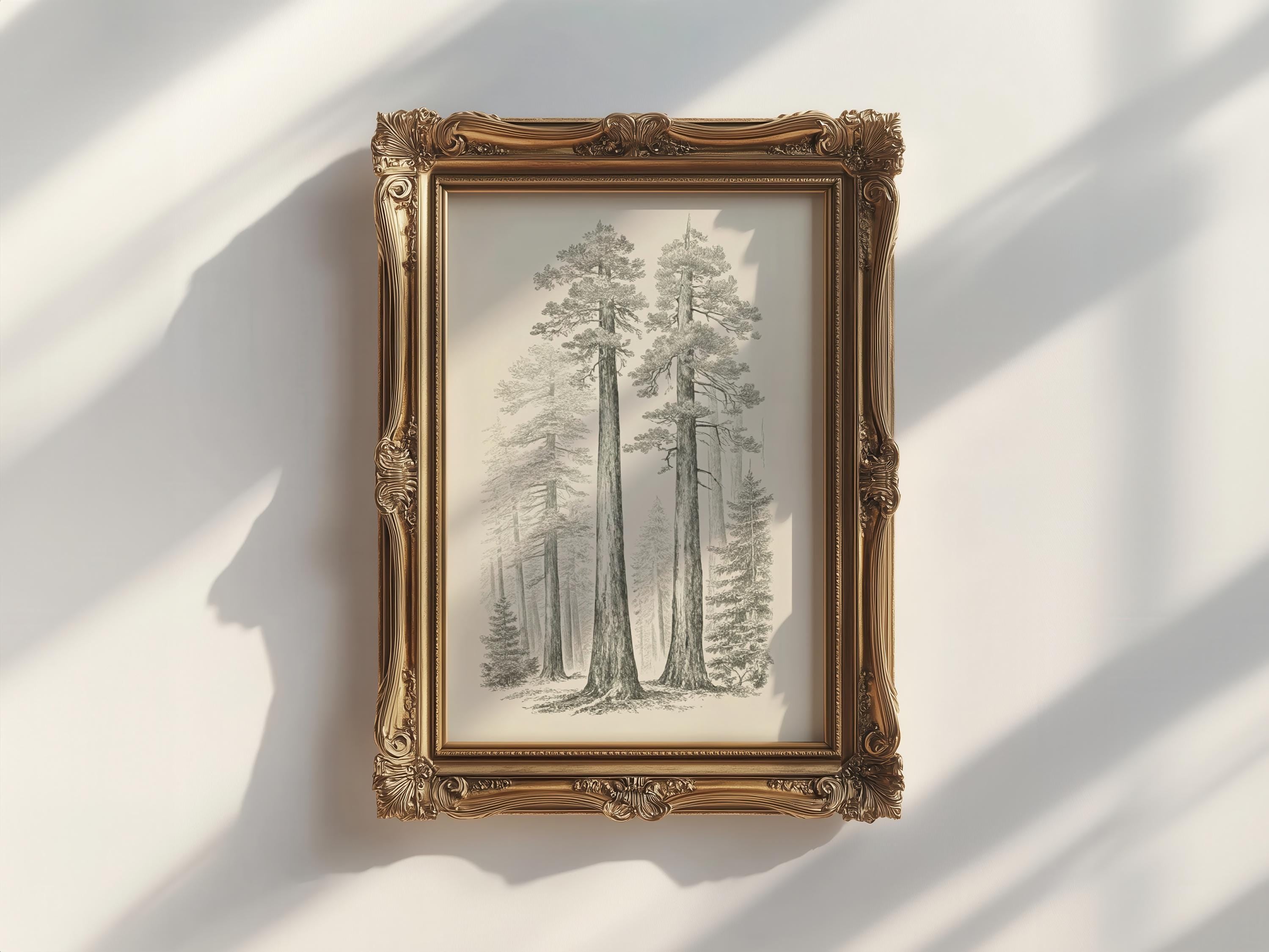a framed illustration of a forest scene with tall trees and a clear sky.