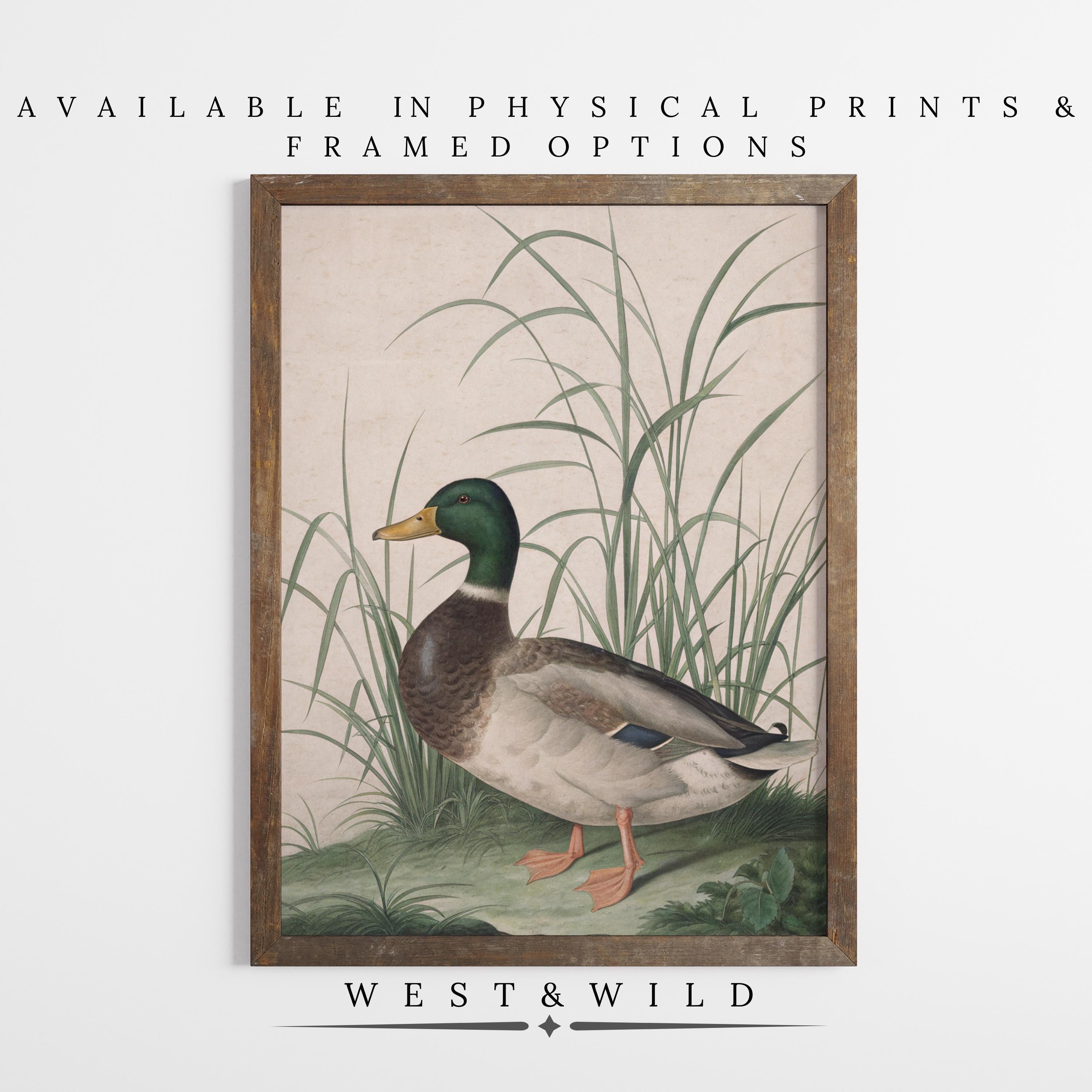 Vintage Duck Illustration - Classic Bird Art: Framed wall decor with a mallard standing in green grass. Available as physical prints and framed options from West & Wild. Perfect rustic accent for any room.