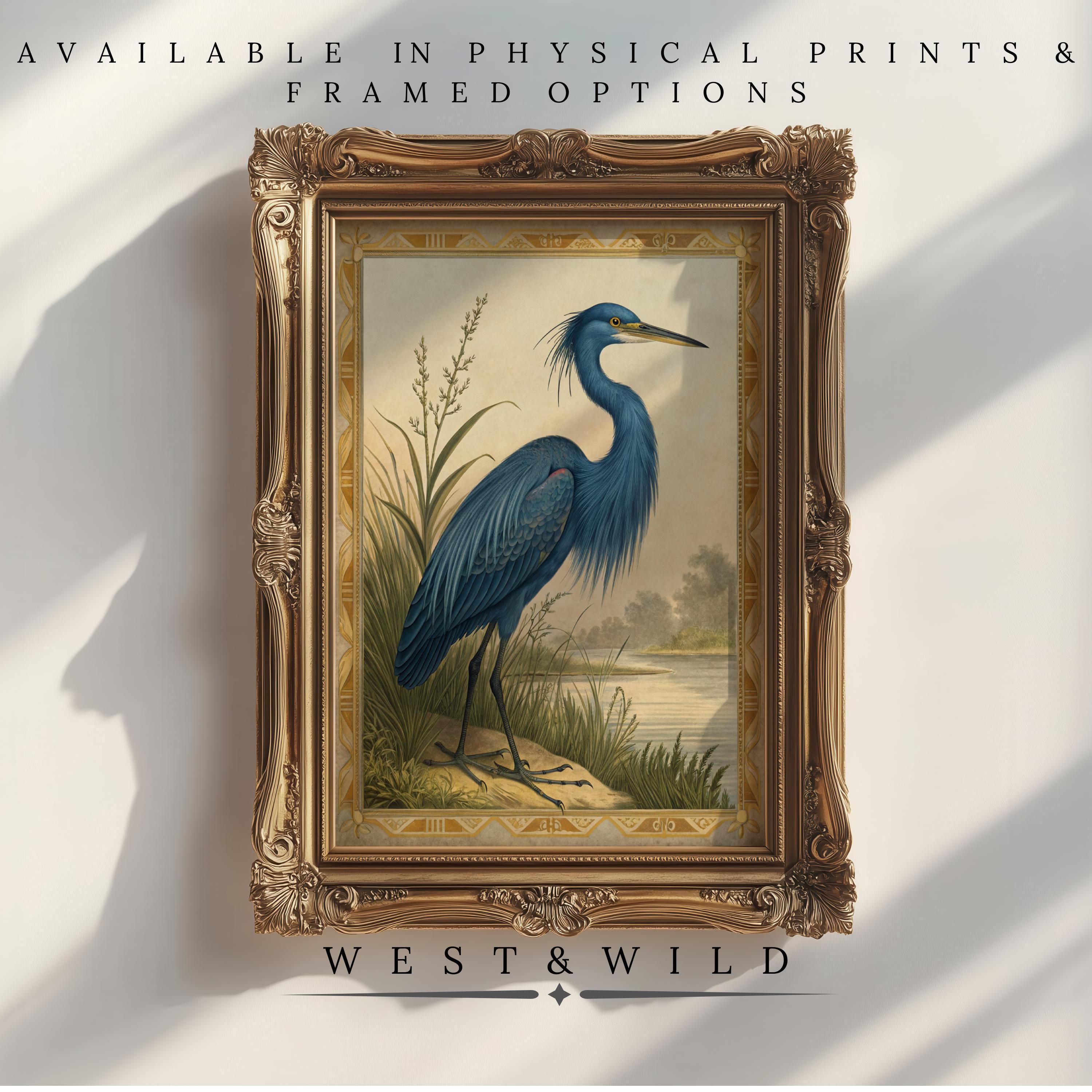 A Great Blue Heron Art print hangs in an ornate gold frame, sunlight highlighting its beauty. Available as Vintage Bird Prints & Classic Framed Coastal Decor from West & Wild Art Archive—choose prints or framed art options.