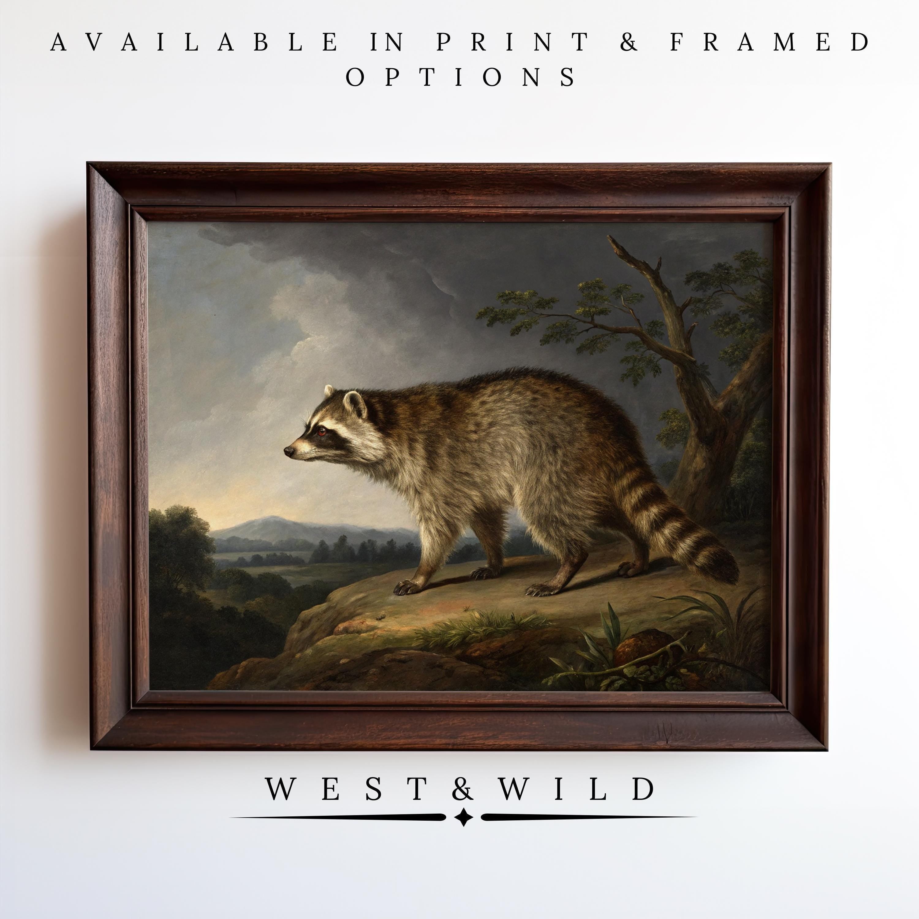 Raccoon Wall Art - Vintage Animal Print: a bold framed poster shows a raccoon on rocky terrain with trees and hills, displayed on a white wall. Available in print & framed options from West & Wild Art Archive. Perfect for cottage decor.