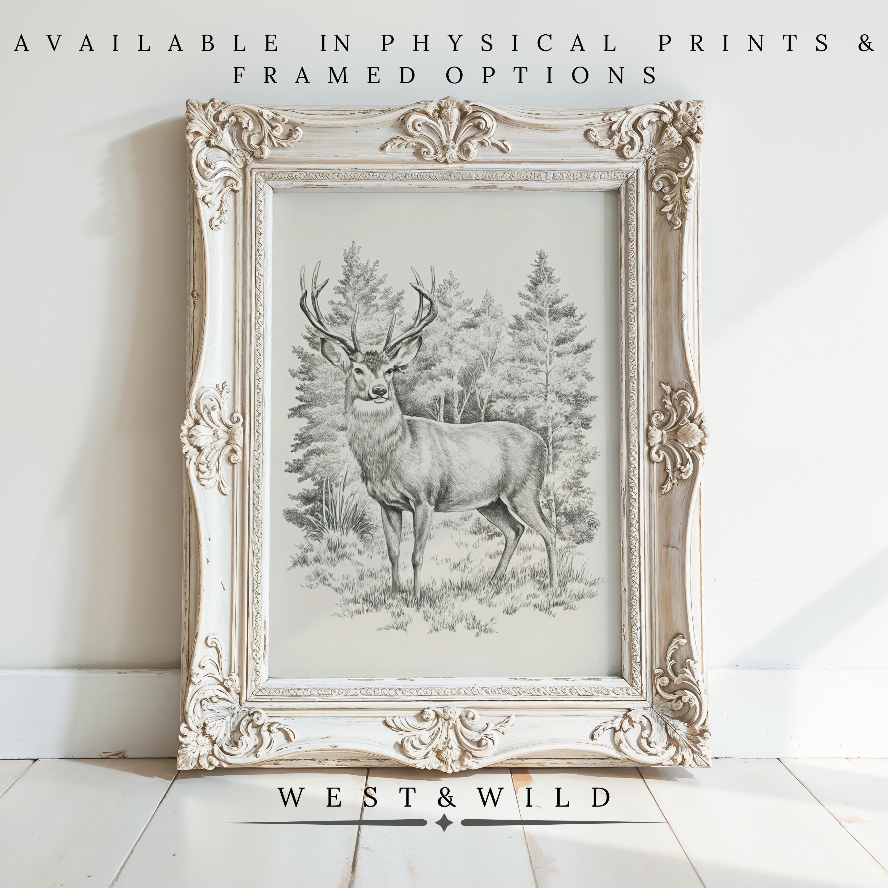 A vintage-style frame displays a detailed black-and-white woodland stag. Text: Vintage Deer Illustration - Woodland Stag Art | Rustic Lodge Decor Print available as archival art prints & framed art from West & Wild Art Archive.