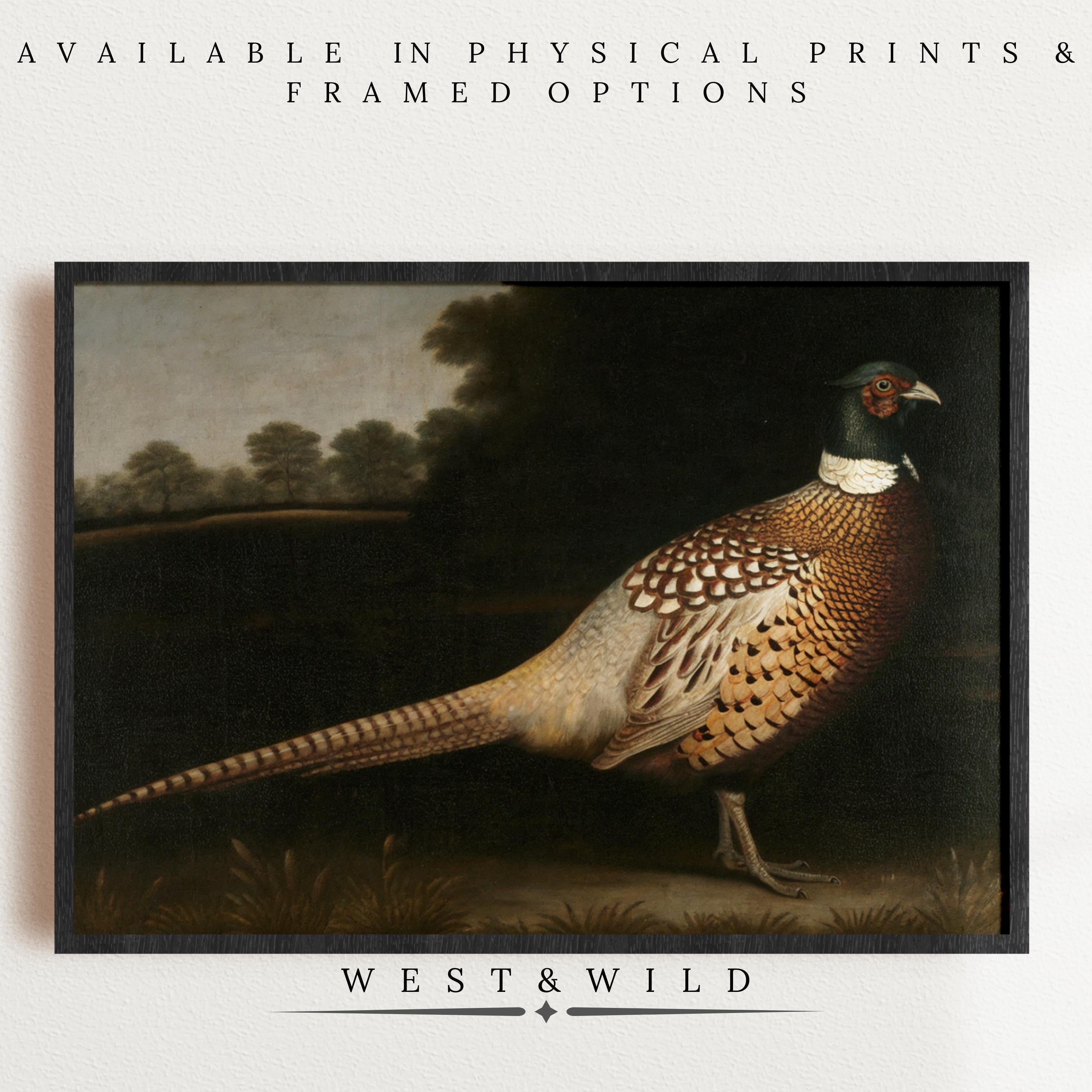 Pheasant Art Print - Elegant Game Bird Painting in ornate frame, perfect for country home decor. Available as vintage art prints or framed art from West & Wild Art Archive. Displayed on a light wall for a refined look.
