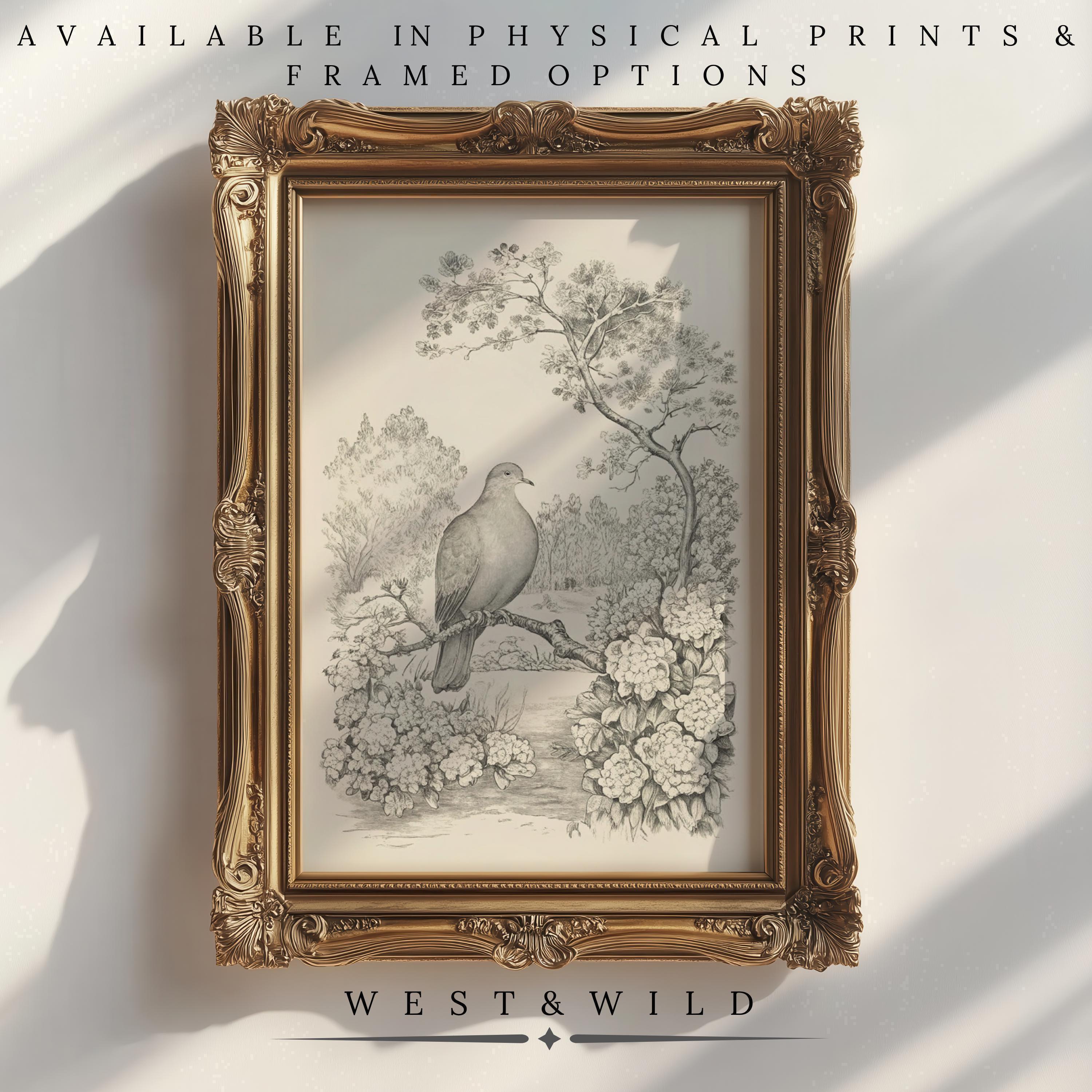 A vintage Dove Art Print featuring a grayscale bird on a floral branch, shown on a sunlit wall. Archival quality. Available as physical prints & framed art. West & Wild Art Archive.