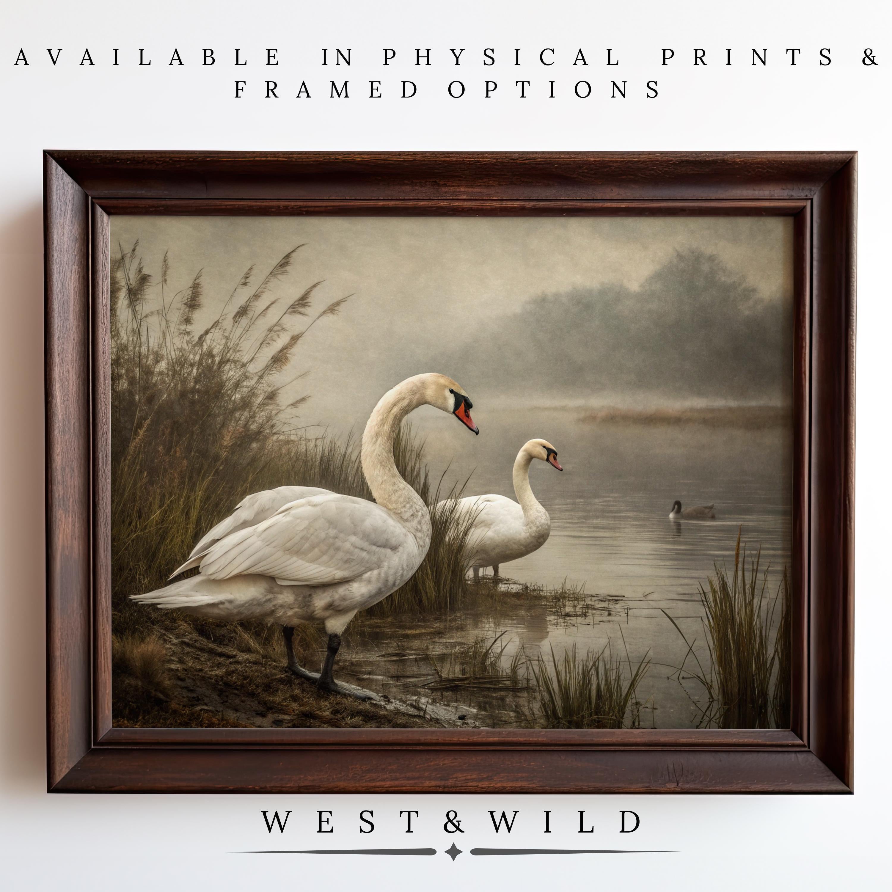 White Swans Painting – Vintage Swan Art Prints | Misty Lake Scene Decor, featuring two swans on a foggy lake. Available as archival quality prints or framed art from the West & Wild Art Archive.