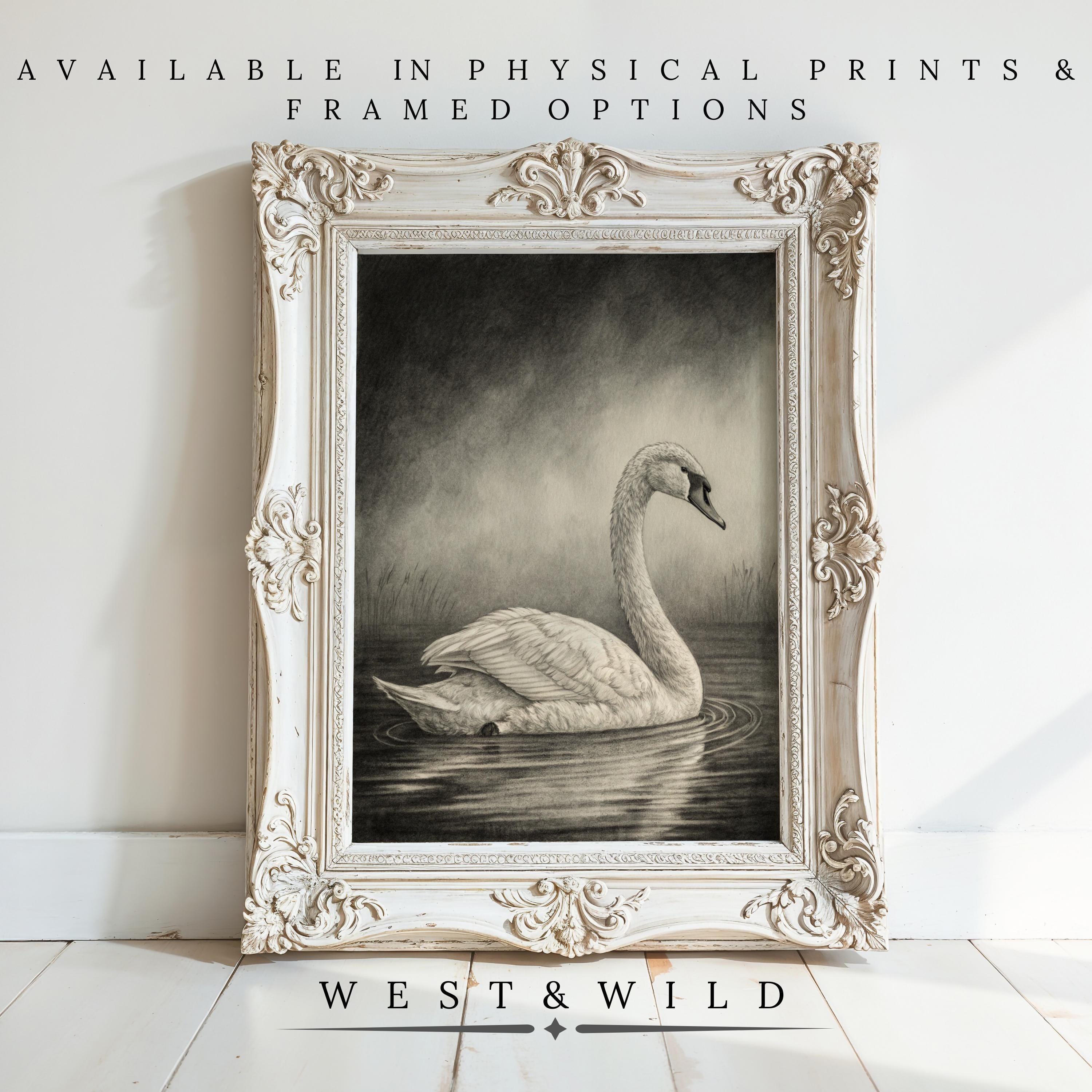 A vintage ornate white frame displays the Swan Painting Art Print – Moody Black White Swan Artwork, available as a physical print or framed. Vertical wall decor from West & Wild Art Archive with swan illustration on water in black and white.