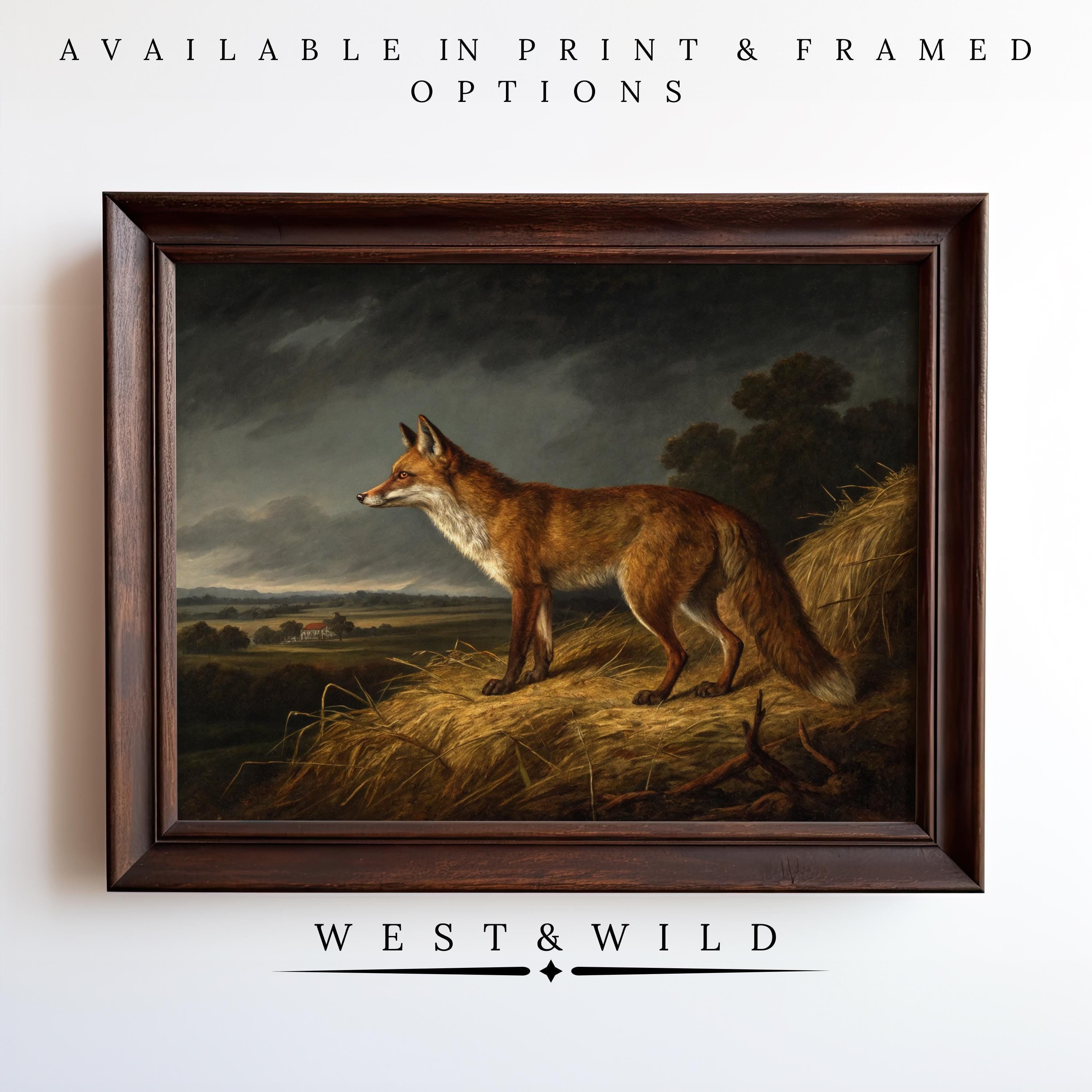 Vintage Fox Wall Art – Dark Framed Fox Print shows a fox on a haystack in a rural scene with farm and clouds. Victorian-style from West & Wild Art Archive, available as print or framed art. Below reads "West & Wild.
