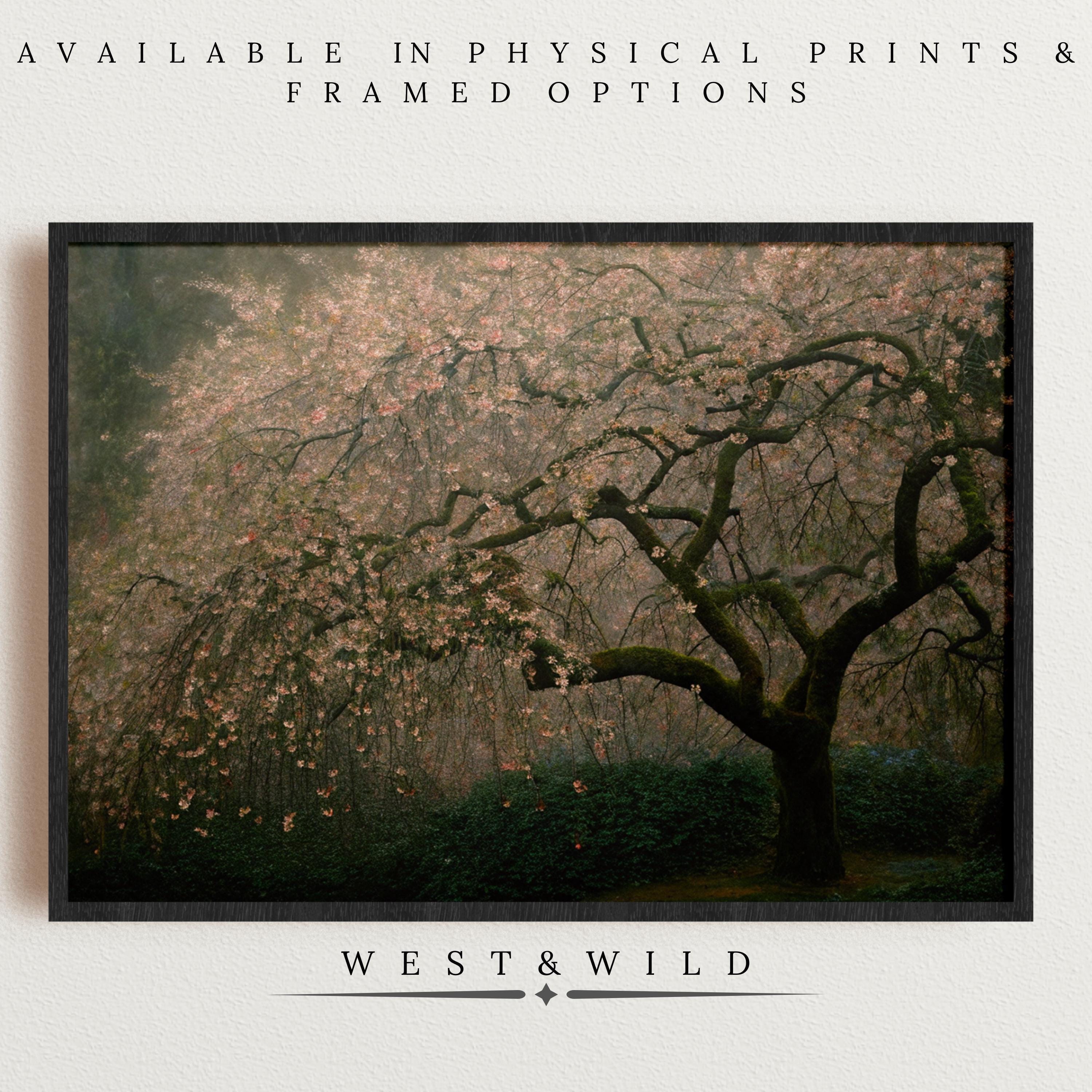 The Cherry Blossom Art Print – Weeping Cherry Tree Nature Wall Decor with Framed Art displays a blossoming pink tree on a light background. Perfect for meditation rooms or nature-themed walls. Available in prints and frames from West & Wild.
