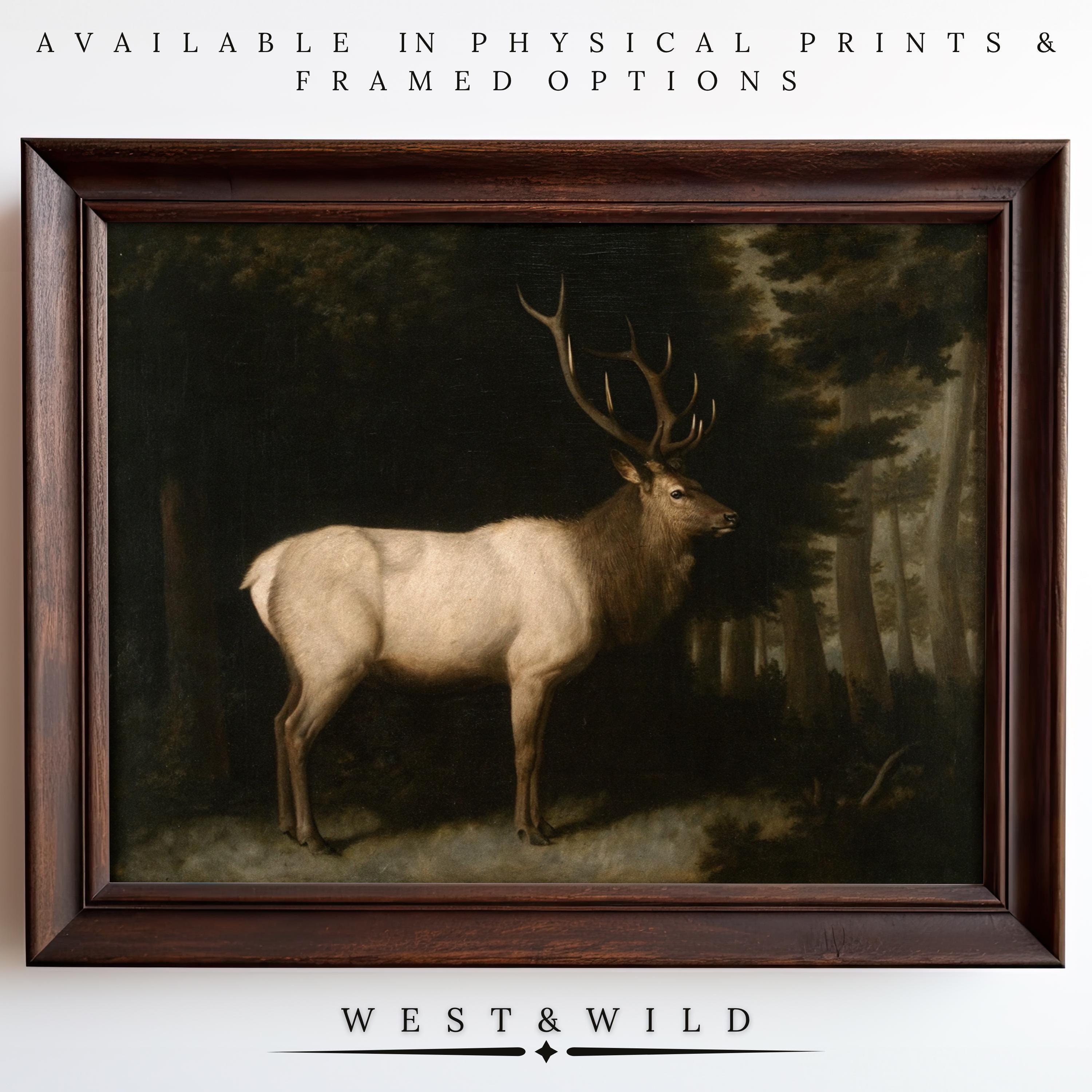The Elk Wall Art is a vintage print featuring a majestic bull elk with antlers in a forest landscape, perfect for rustic lodge decor. Available as art prints and framed art from the West & Wild Art Archive.
