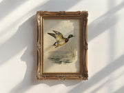 a painting of a duck in mid-flight, displayed in an ornate gold frame on a white wall.
