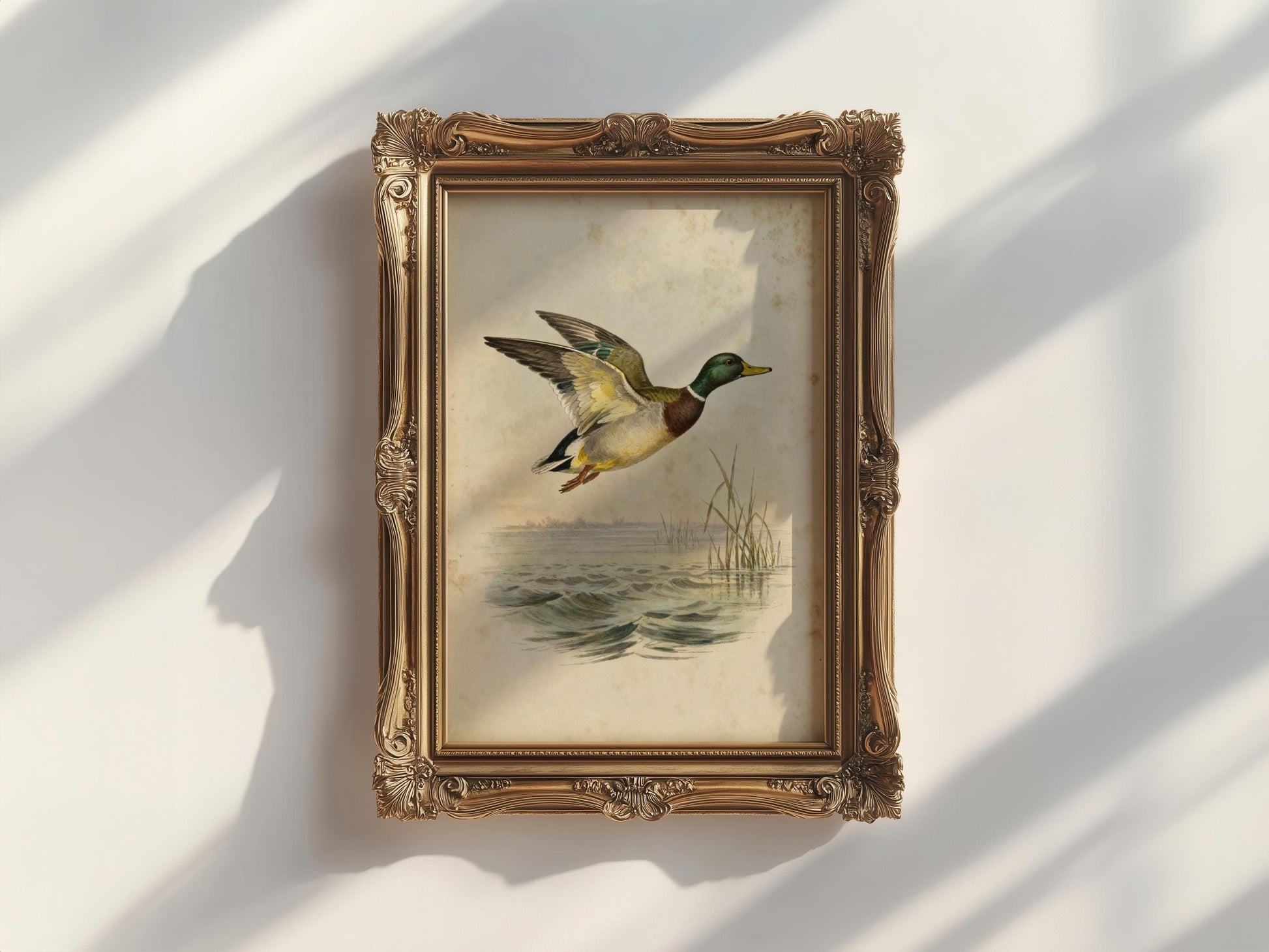 a painting of a duck in mid-flight, displayed in an ornate gold frame on a white wall.