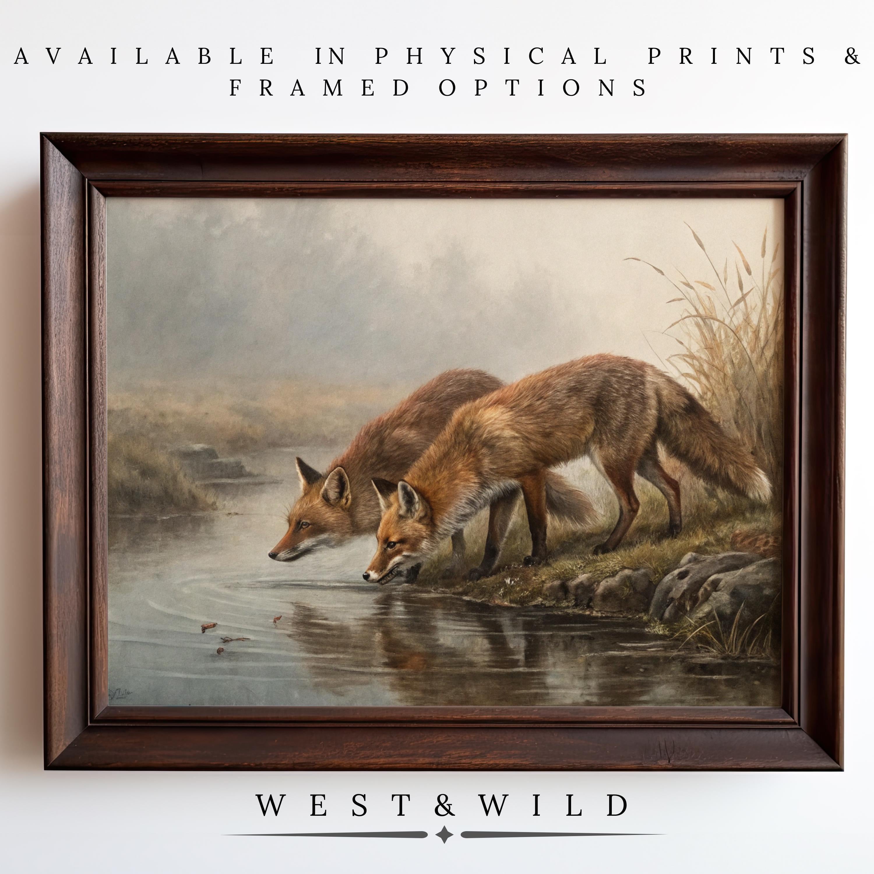 Fox Wall Art – Framed Fox Print: Classic vintage animal art of two red foxes by a calm stream, surrounded by grasses. Available as physical prints & framed options. From the West & Wild Art Archive – perfect for nature and rustic decor lovers.