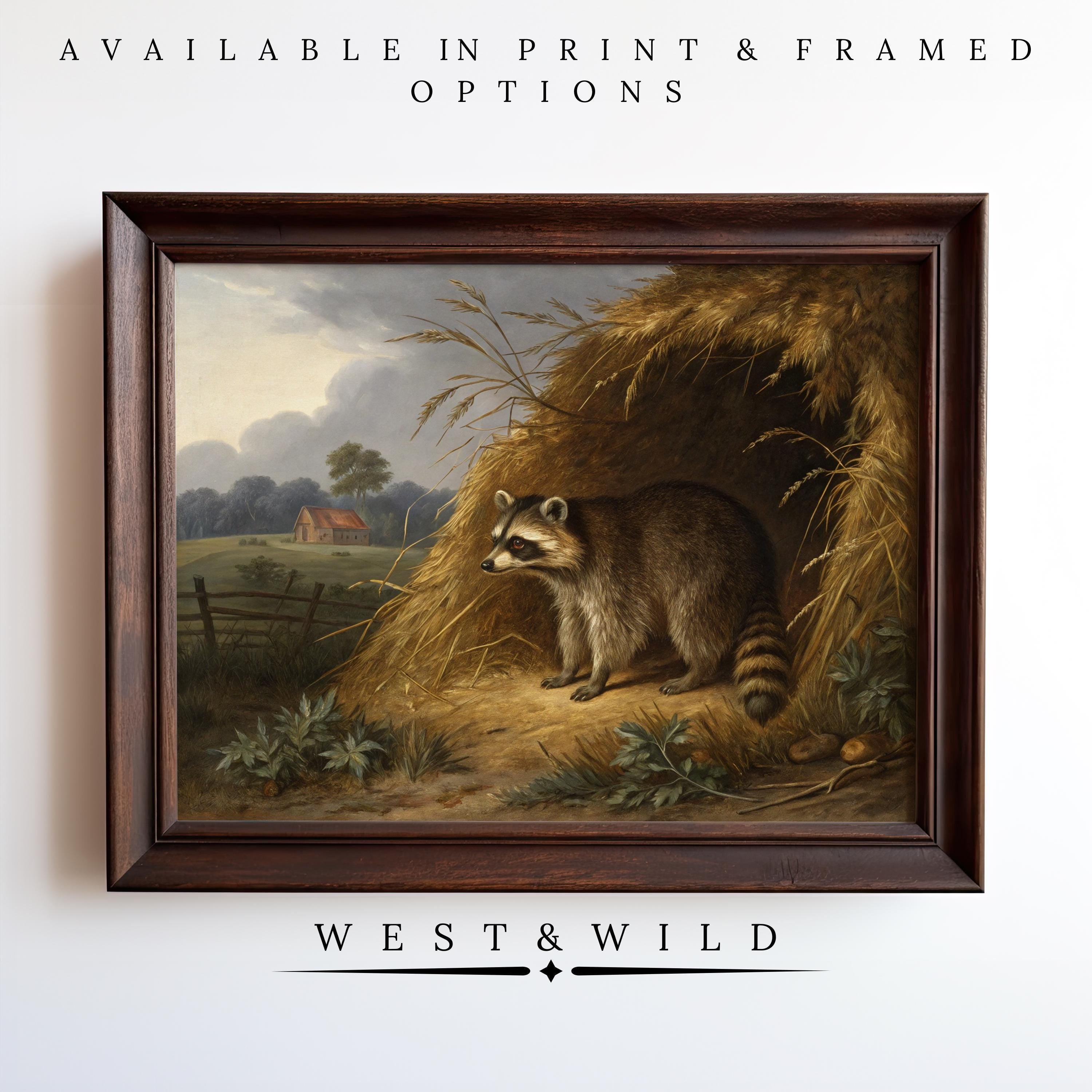 Vintage Raccoon Print - Haystack Painting features a raccoon in a rural setting, available as a print or framed poster. Rustic wall decor from West & Wild Art Archive in classic vintage art style.